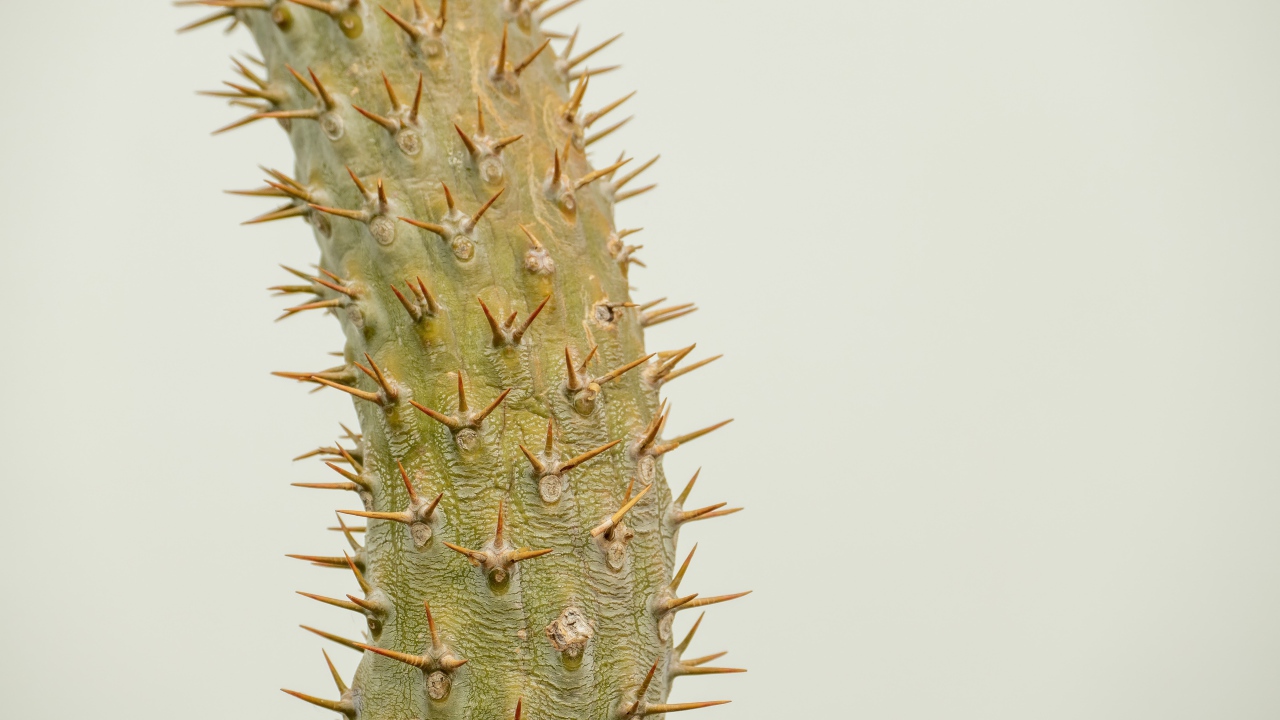 Острые колючки кактуса крупным планом 