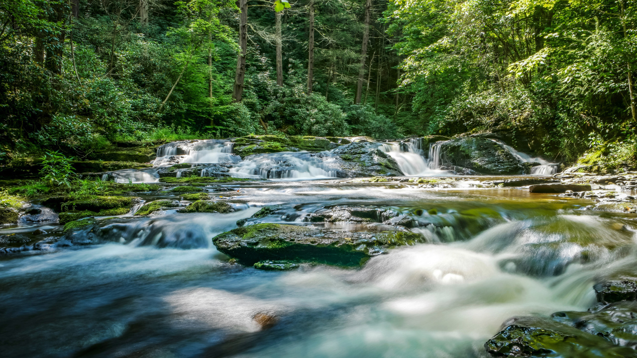 Быстрая река стекает по камням в лесу 