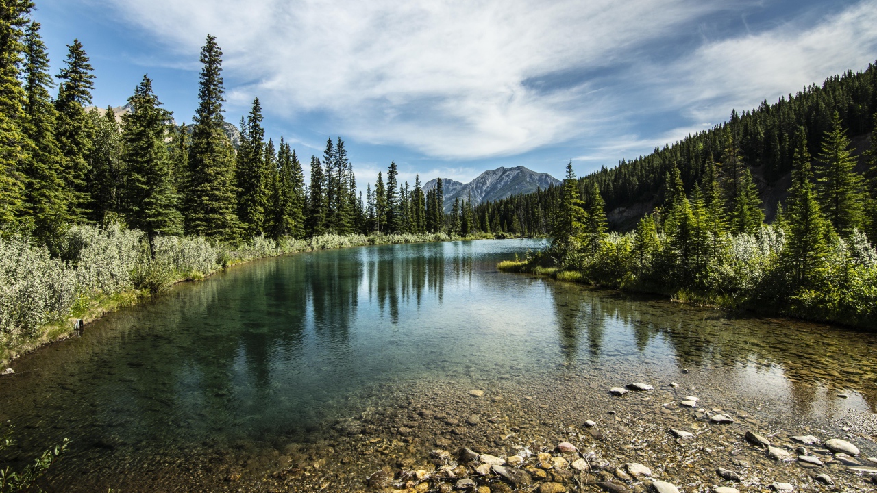 Мелкая река у хвойного леса под красивым небом