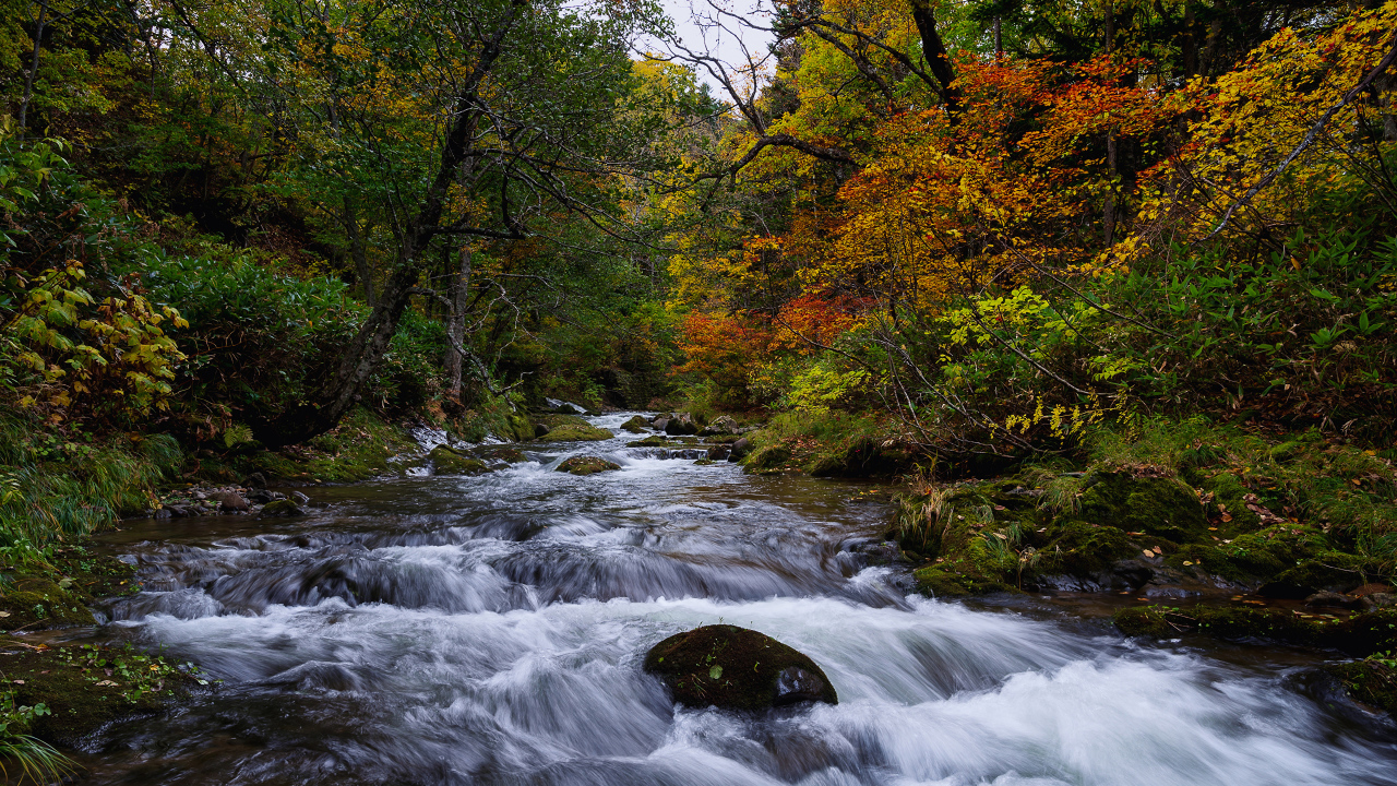 Быстрая вода в реке в лесу осенью