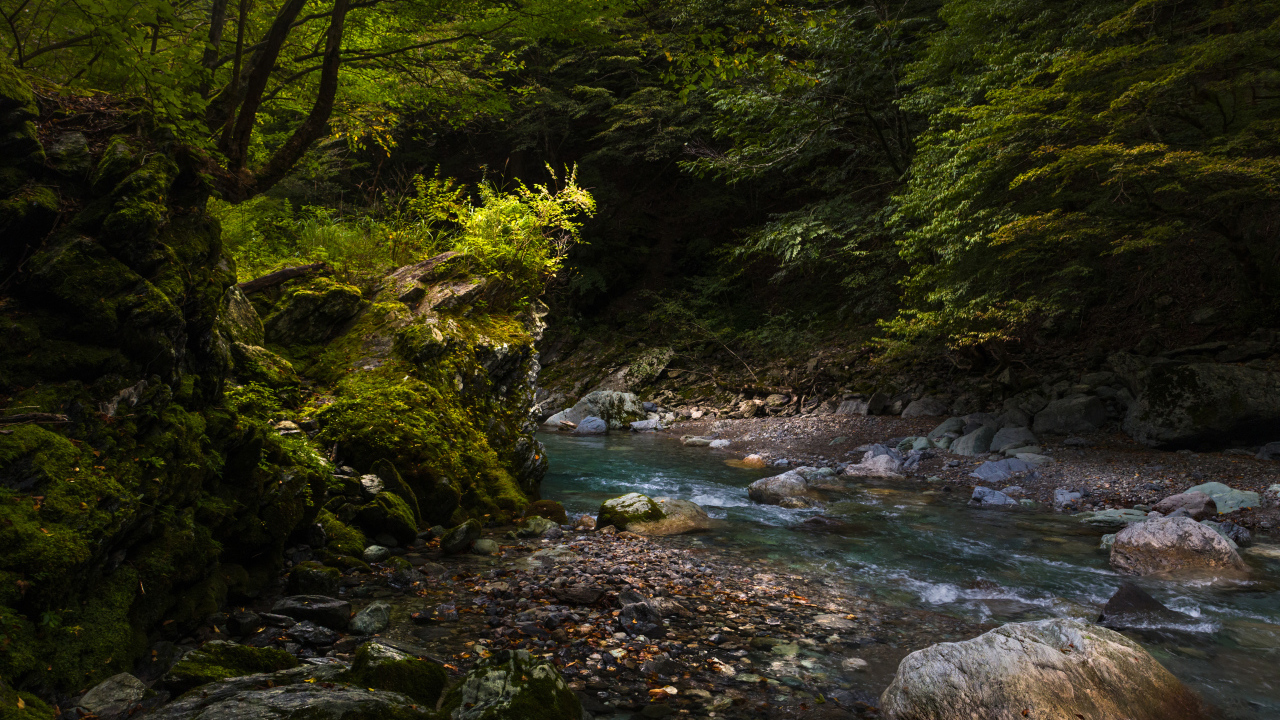 Камни лежат в холодной быстрой реке в лесу 