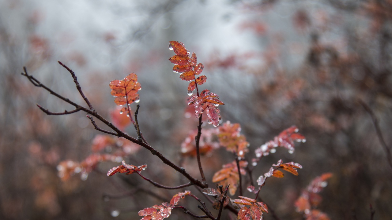 Желтые листья рябины на мокрой ветке 