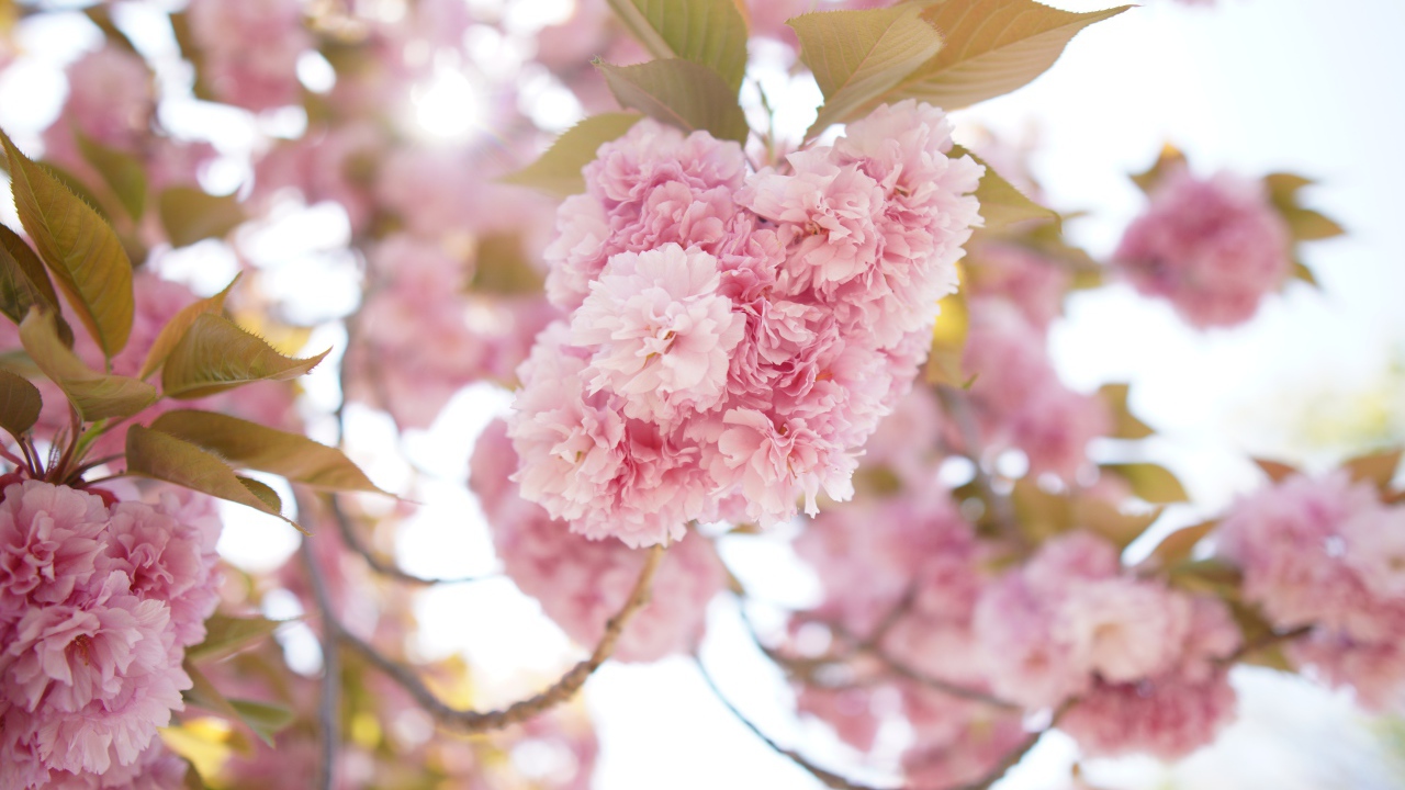 Розовые пышные цветы на ветке дерева весной 