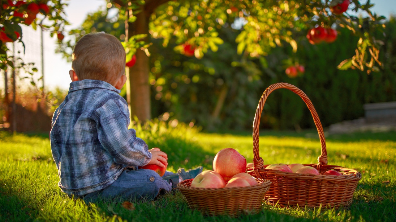 Маленький мальчик с корзиной яблок сидит на зеленой траве