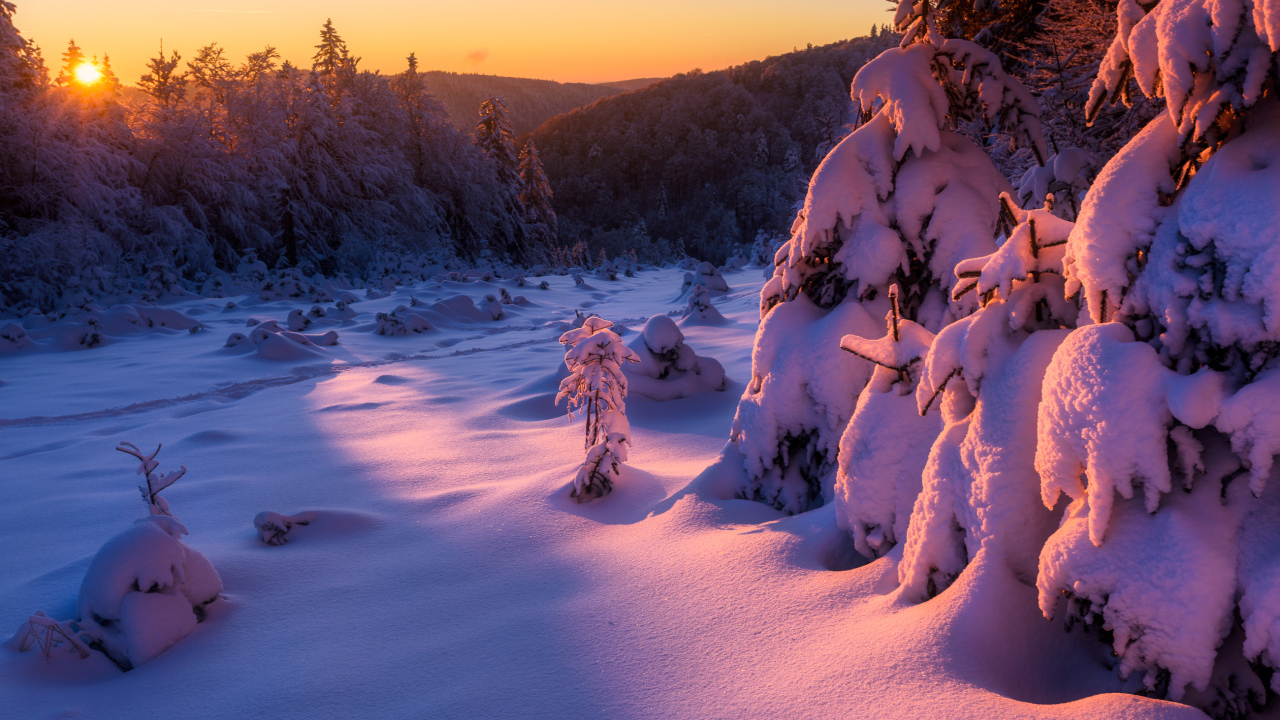 Рассвет яркого зимнего солнца в заснеженном лесу