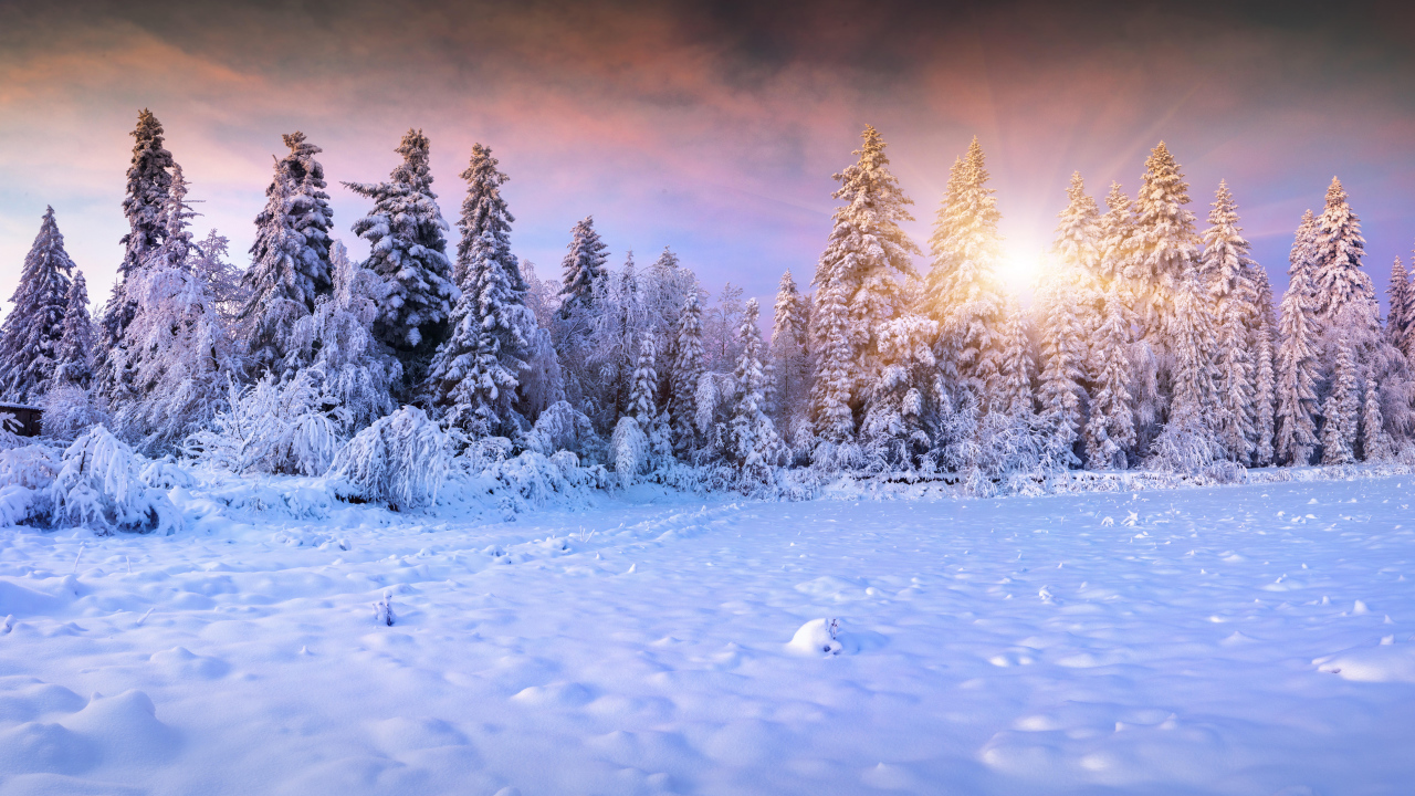 Заснеженный лес в лучах солнца зимой