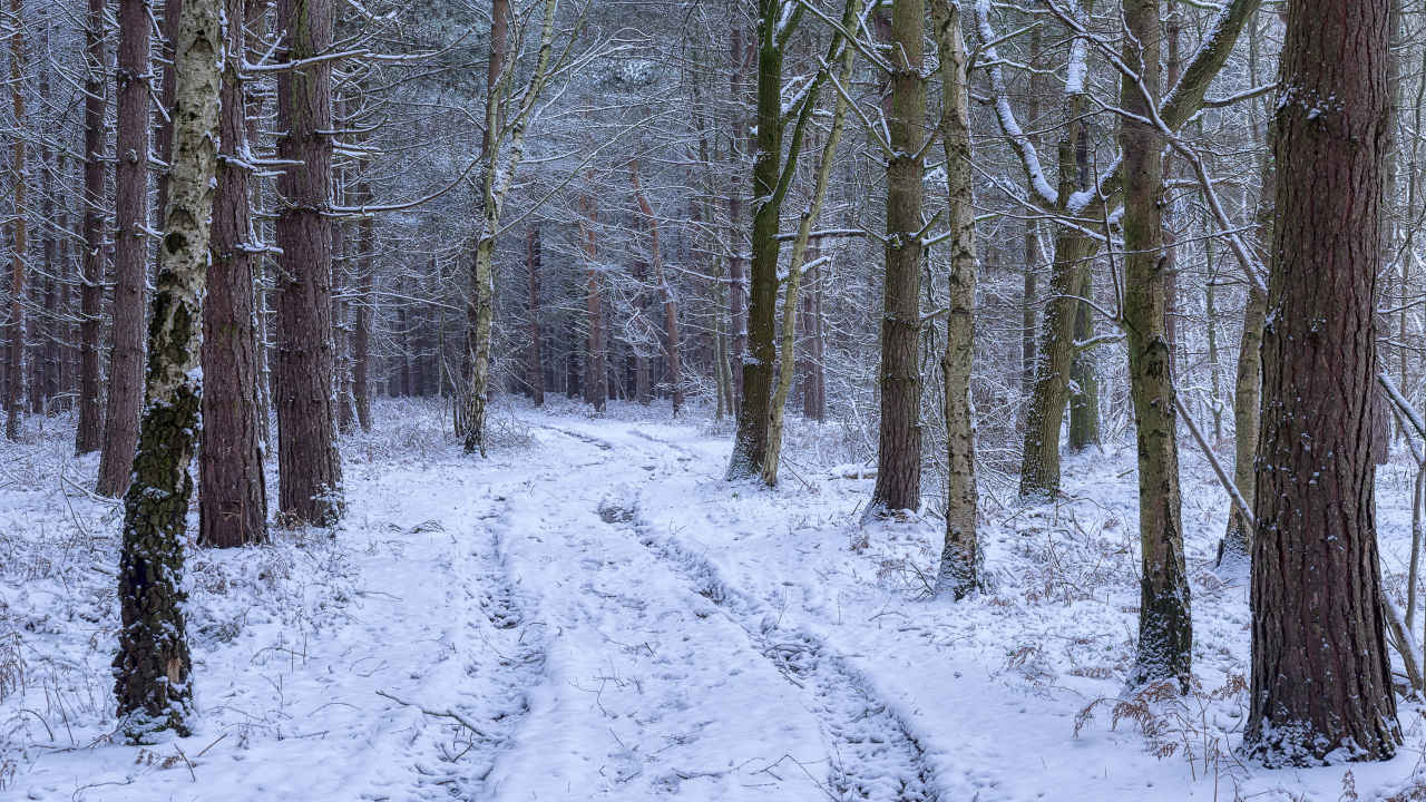 Заснеженная дорога между деревьев в зимнем лесу