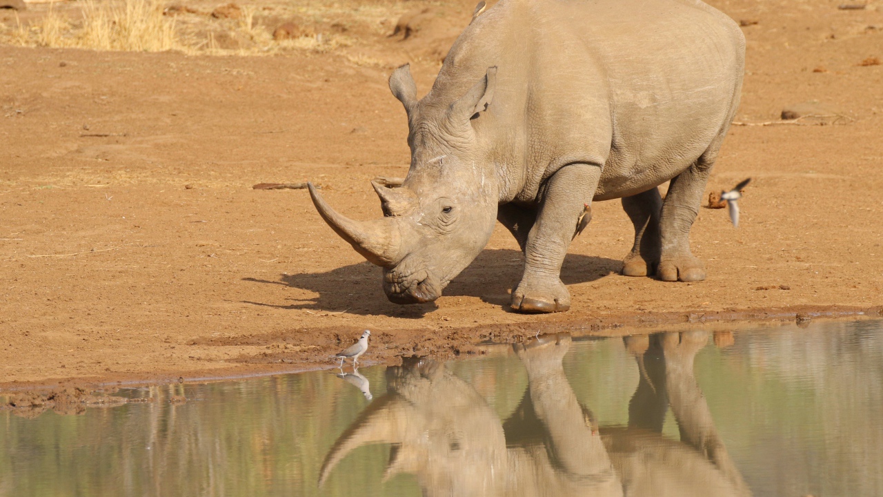 Большой носорог отражается в воде