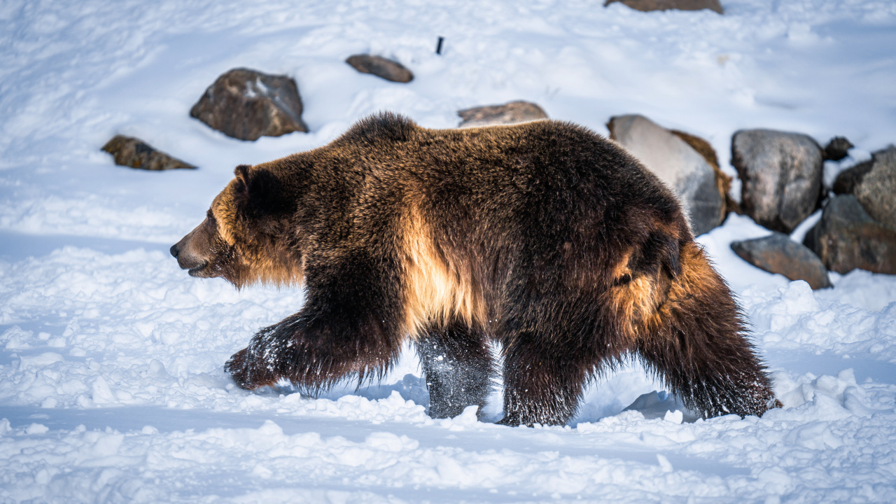 Большой бурый медведь идет по белому снегу 