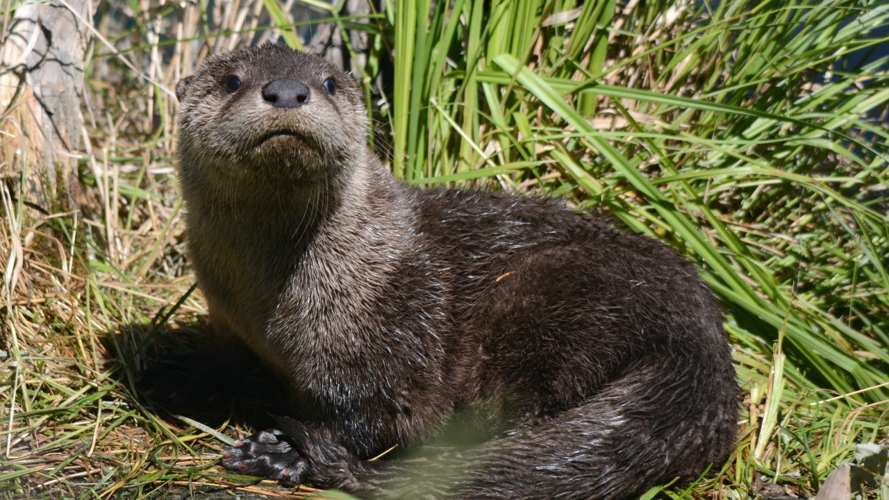 Молодая выдра в камышах у воды