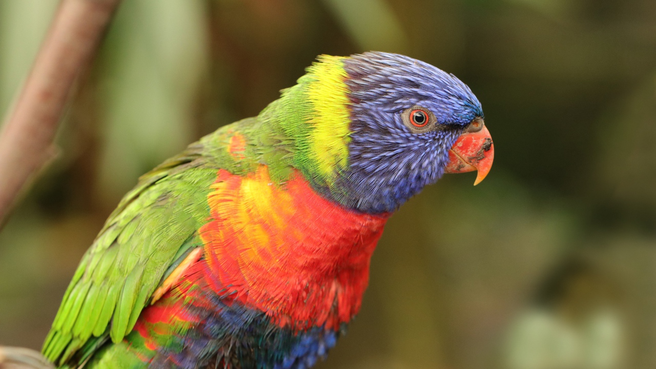 Разноцветный попугай с маленьким клювом 