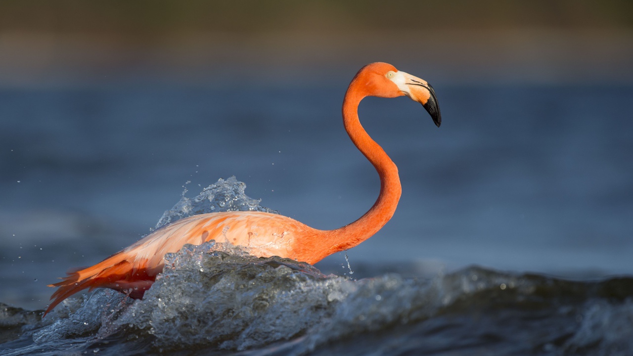 Розовый фламинго с длинным клювом стоит в воде