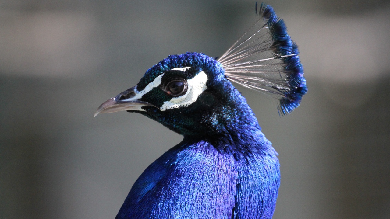 Красивый синий павлин на сером фоне 