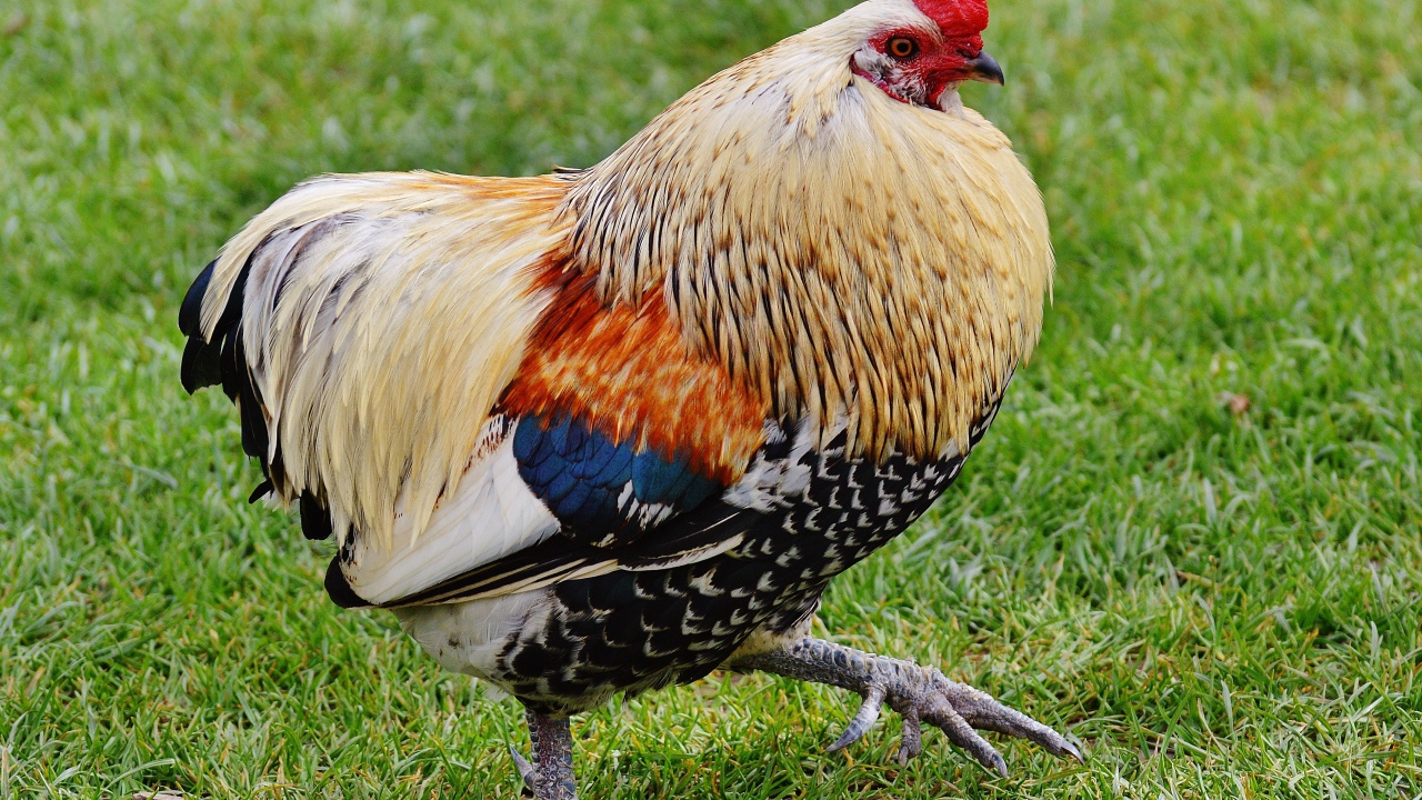 Красивый домашний петух идет по траве 