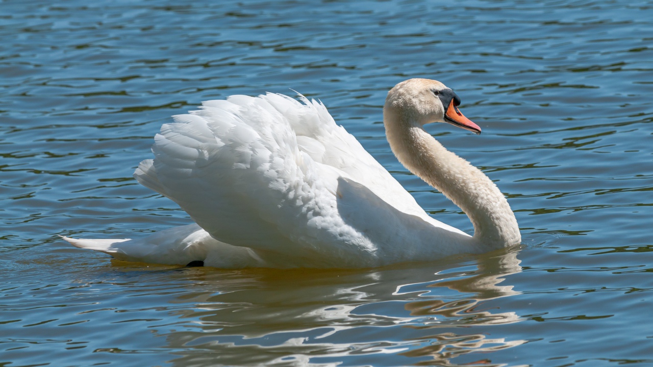 Красивый белый лебедь в воде в лучах солнца