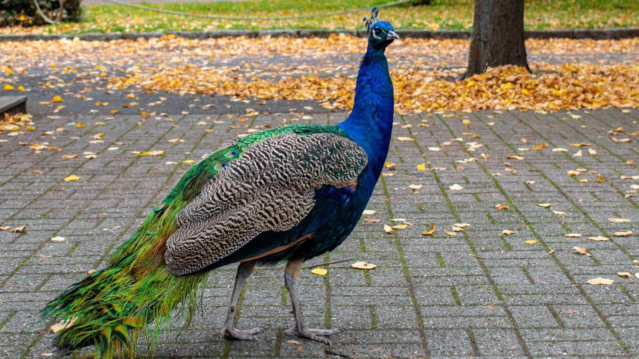 Большой красивый павлин гуляет в осеннем парке