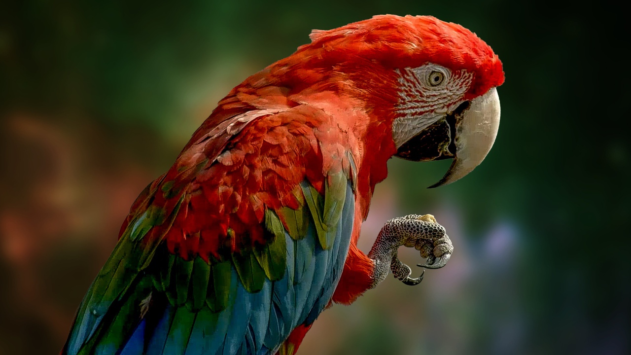 Big macaw with red head close up