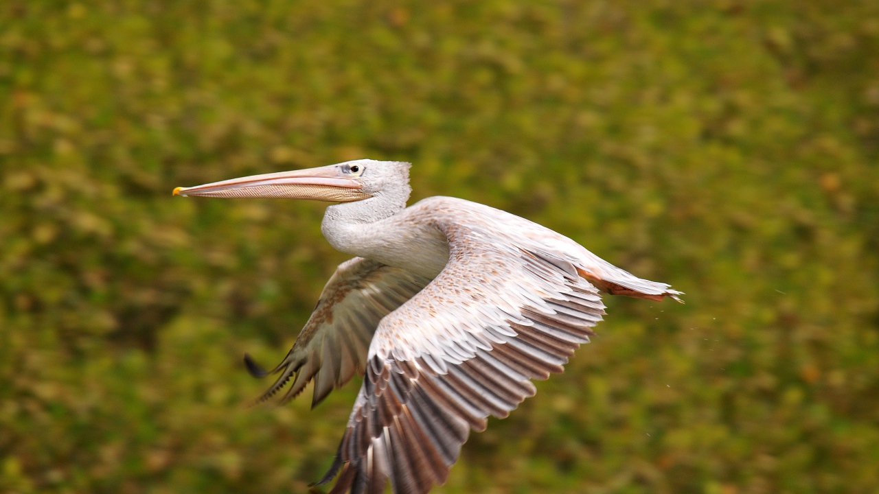Большой пеликан парит в воздухе
