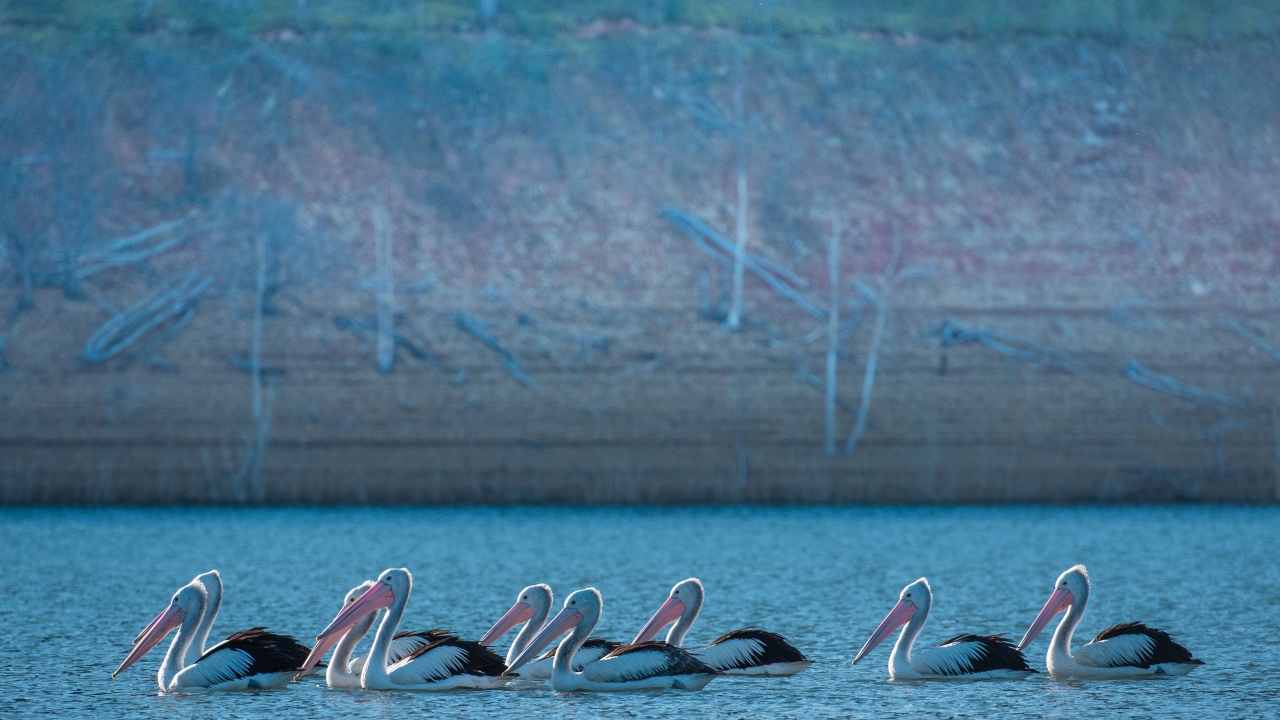Большие пеликаны в воде 