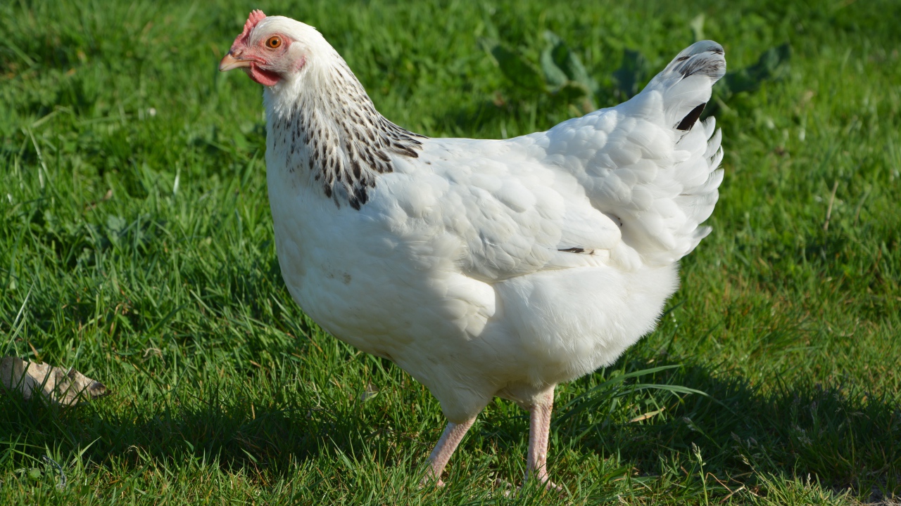 Большая белая курица гуляет по зеленой траве 