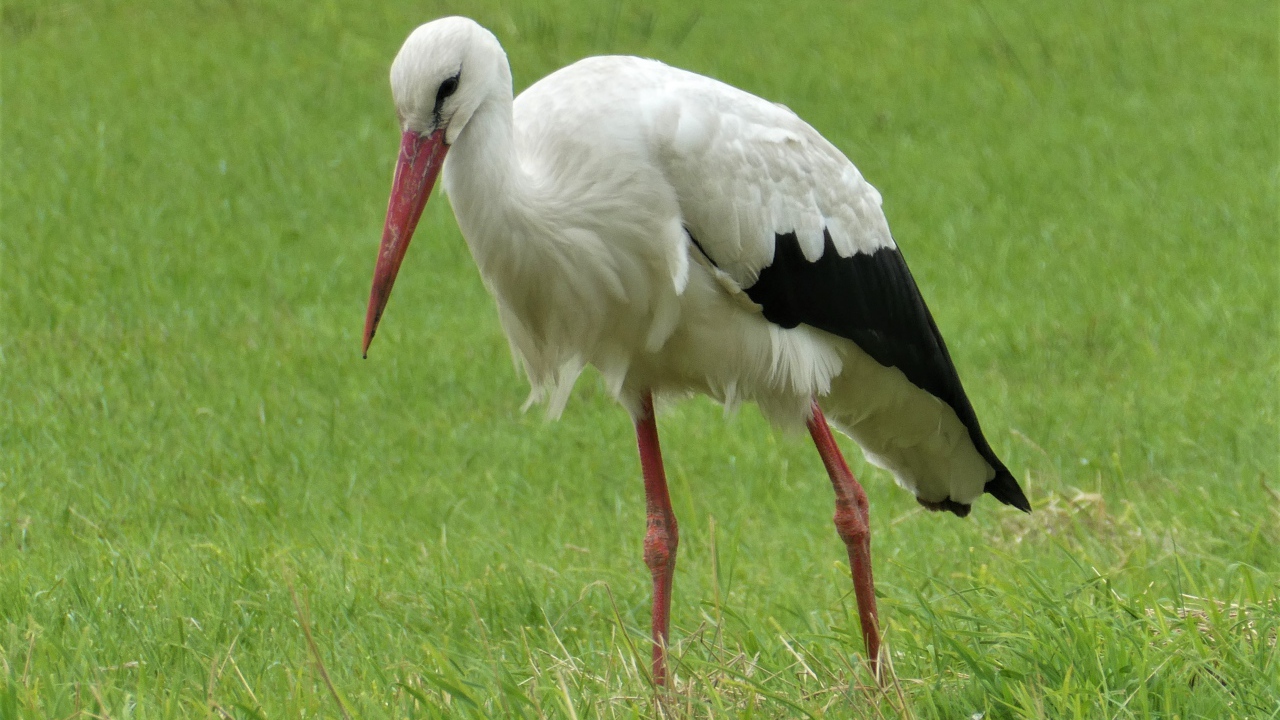 Большой белый аист гуляет по зеленой траве