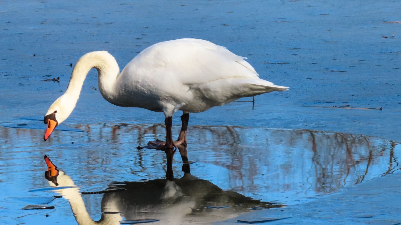 Большой белый лебедь в луже 