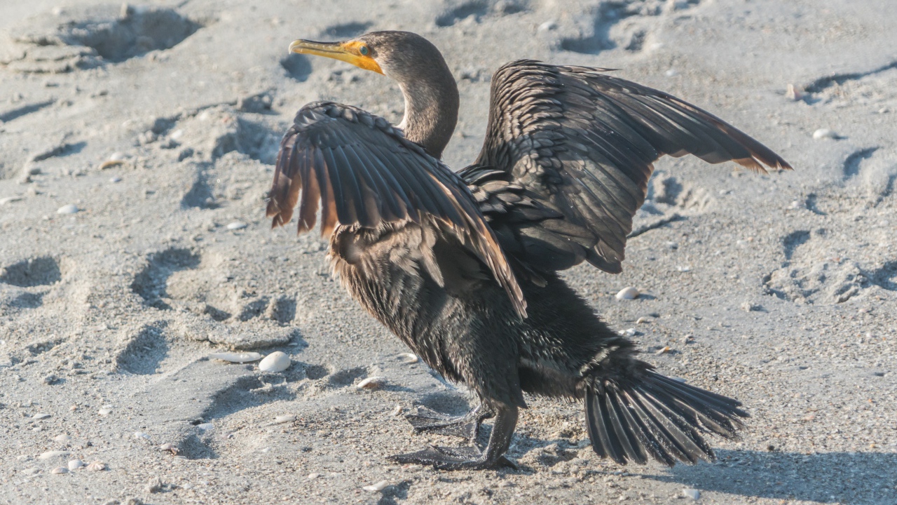 Черный баклан на мокром песке 