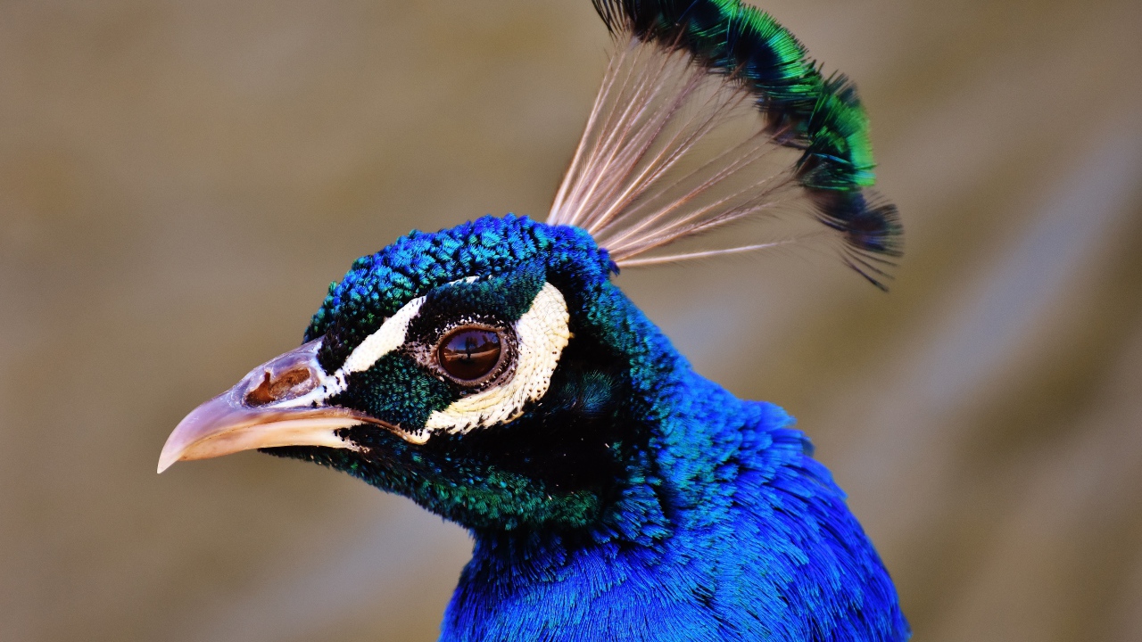 Голова голубого павлина крупным планом 