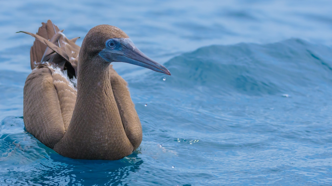 Птица Бурая олуша в воде