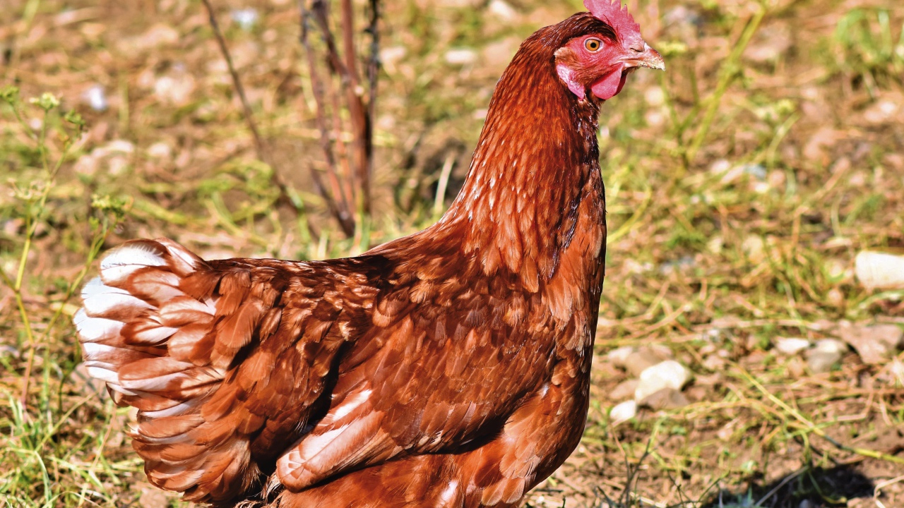 Коричневая домашняя курица на улице 