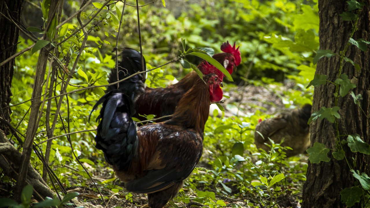 Домашние петухи гуляют в лесу