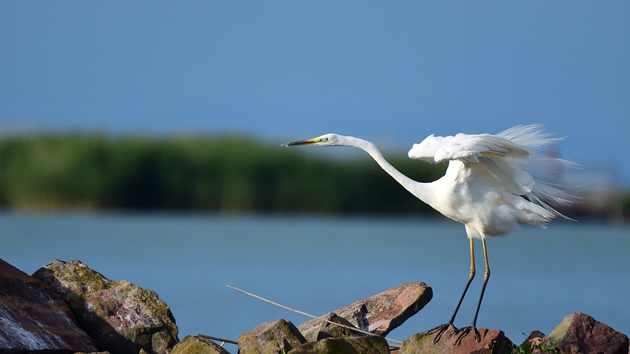 Белая цапля на камне готовится к взлету
