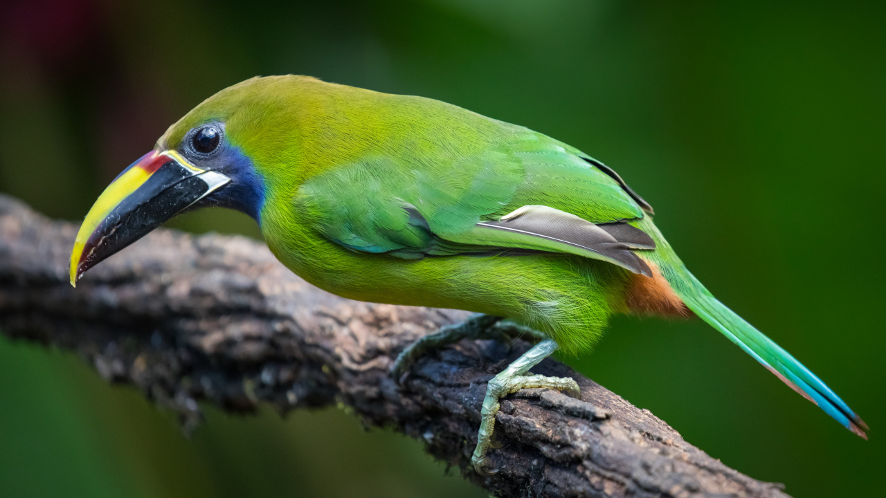 Изумрудный туканет сидит на ветке дерева
