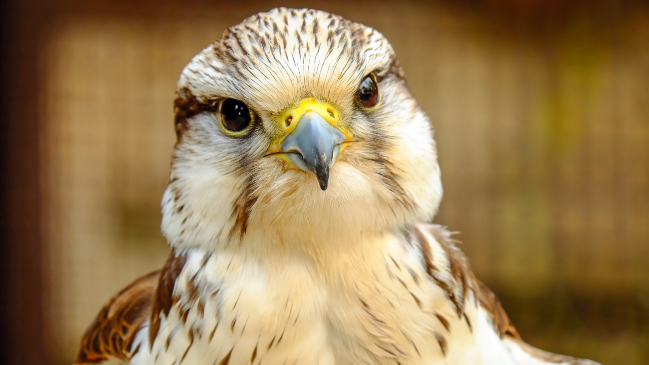 Голова сокола с острым клювом крупным планом