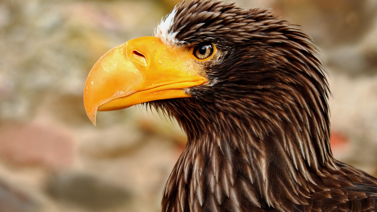 Гигантский орел с острым желтым клювом