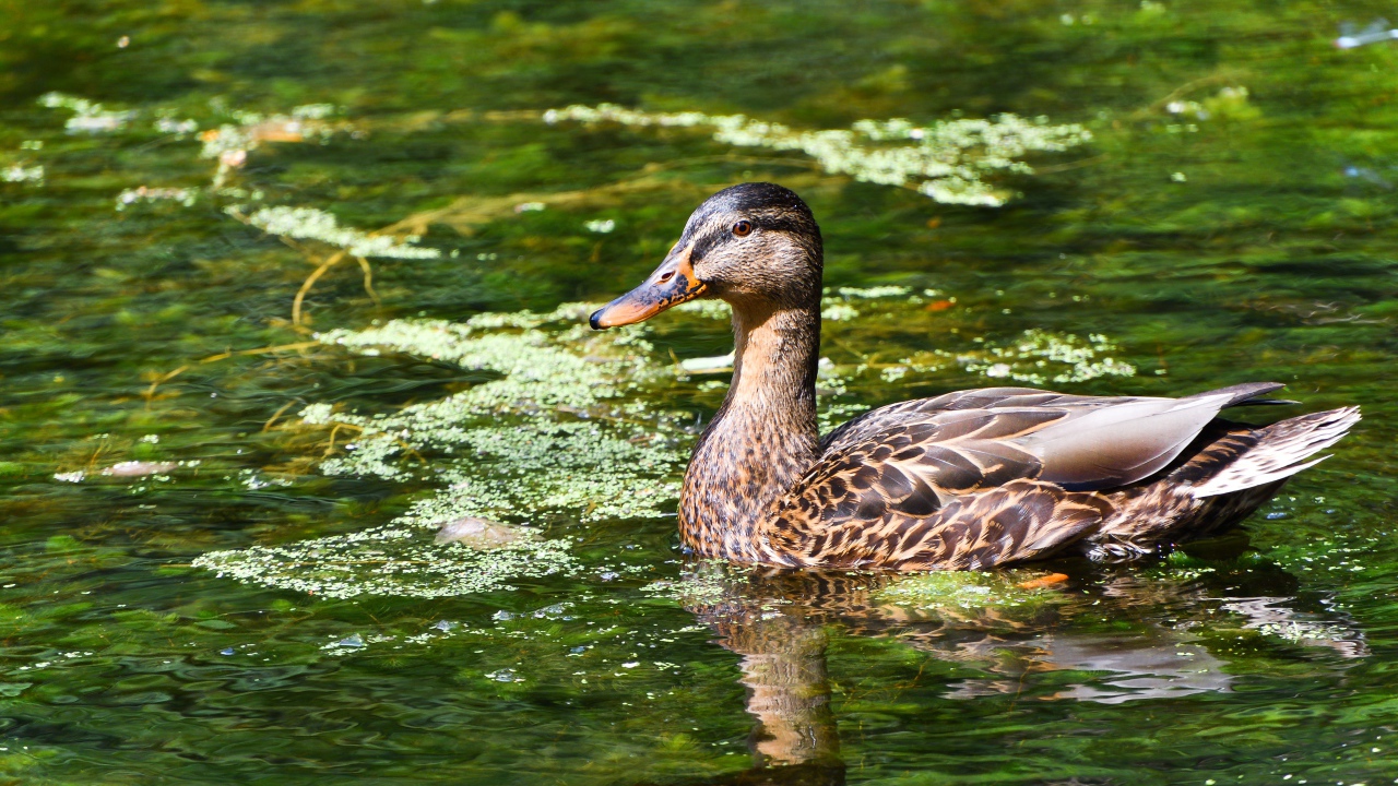 Серая утка плавает в озере 