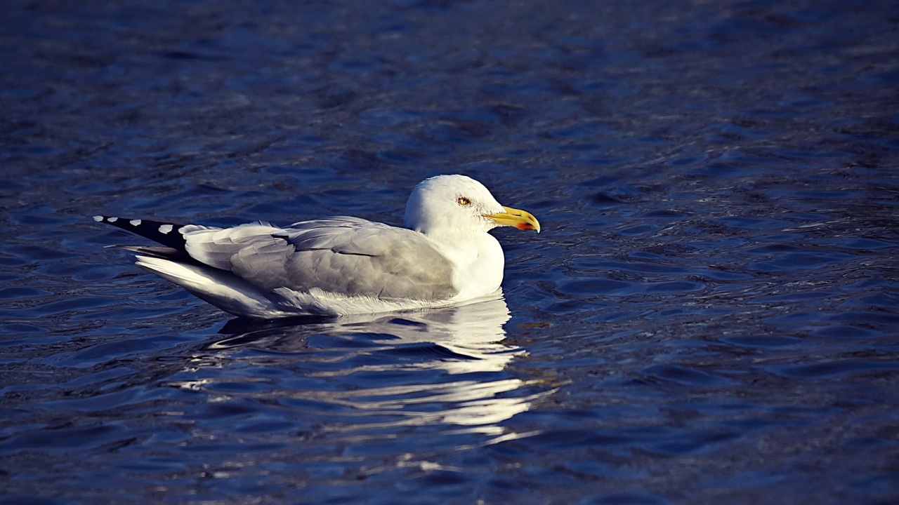 Серая чайка сидит в воде 