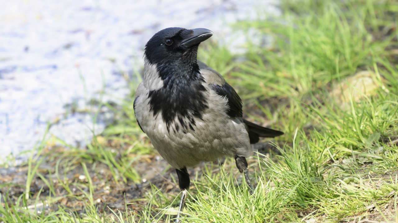 Большая серая ворона на зеленой траве