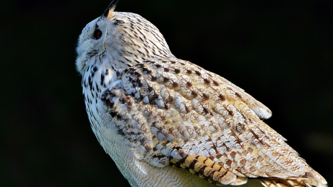 Большая белая сибирская сова на черном фоне