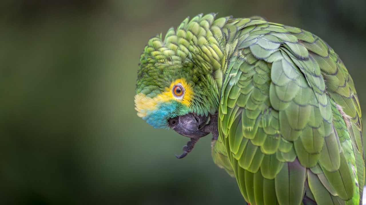 Зеленый попугай чистит лапу 