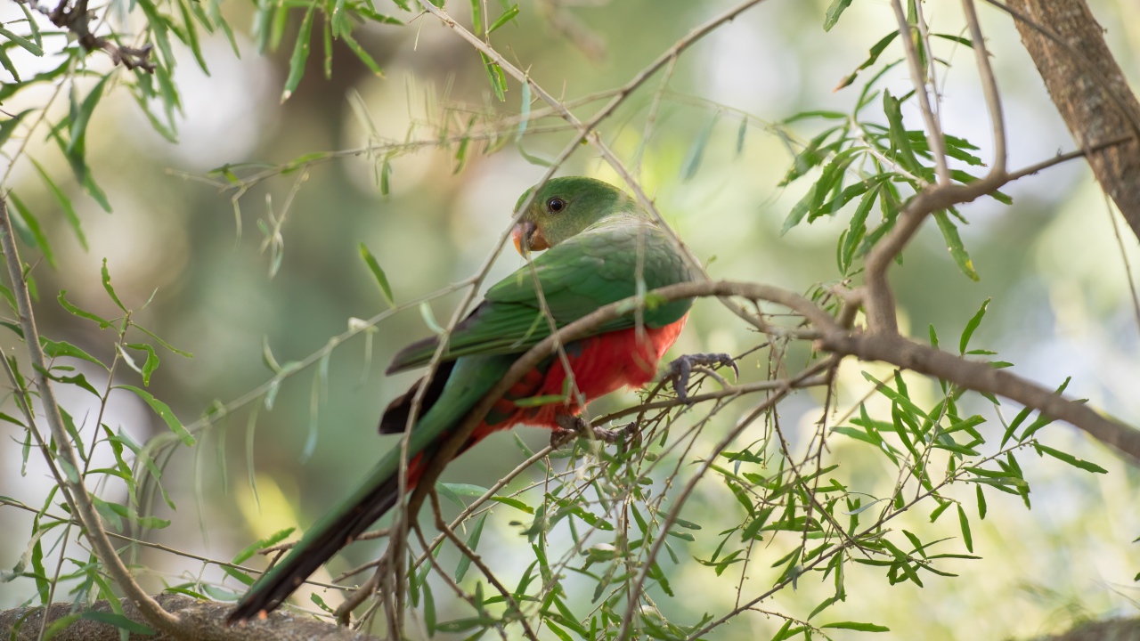 Зеленый попугай сидит на ветке дерева 