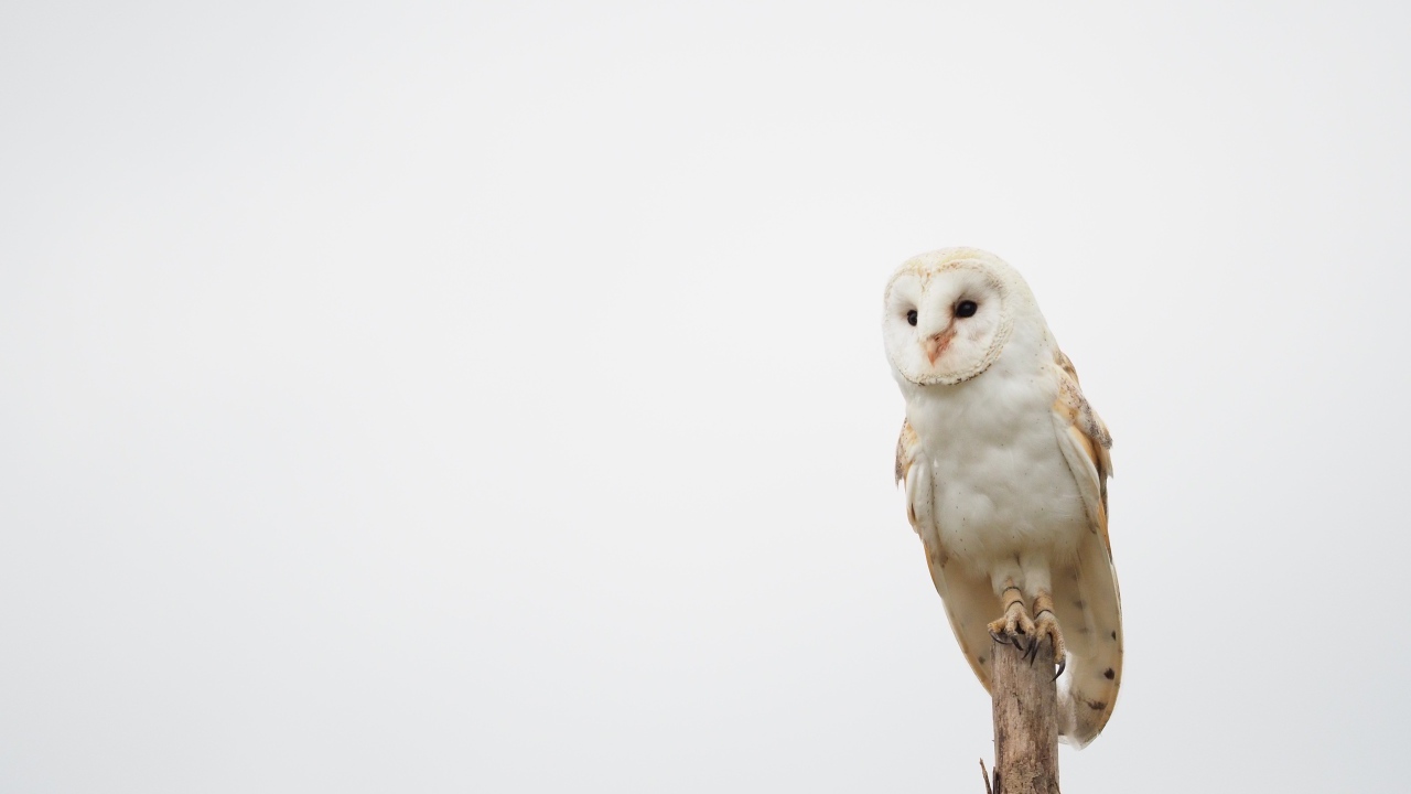 Большая сова сидит на ветке на сером фоне 