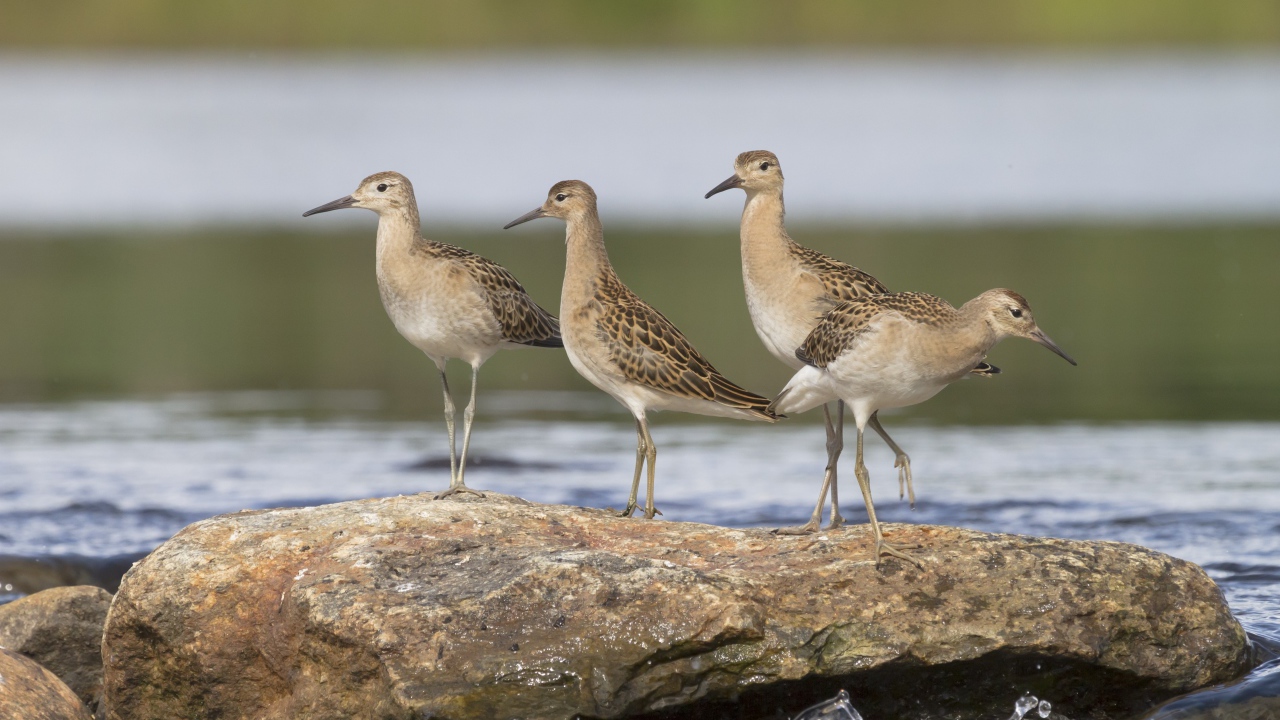 Маленькие птички фифи на камне у воды 