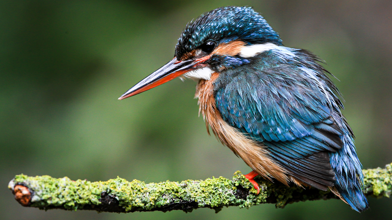 Маленький зимородок сидит на покрытой мхом ветке 
