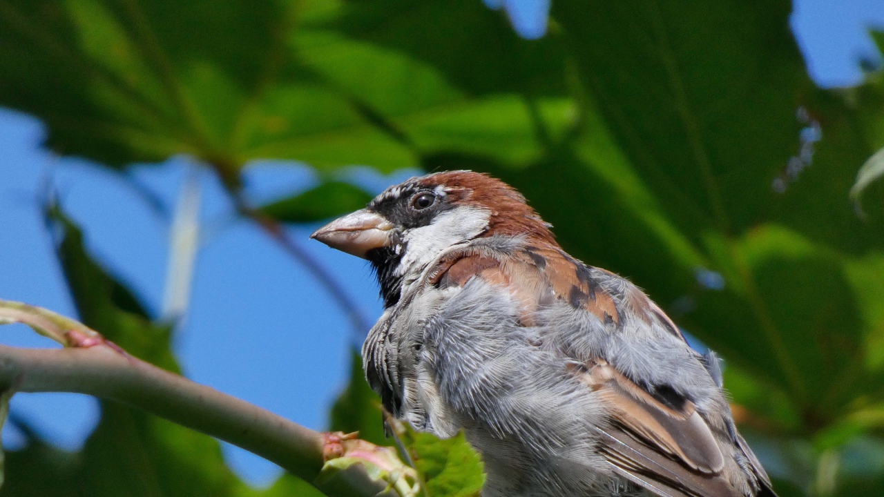 Маленький воробей сидит на ветке дерева