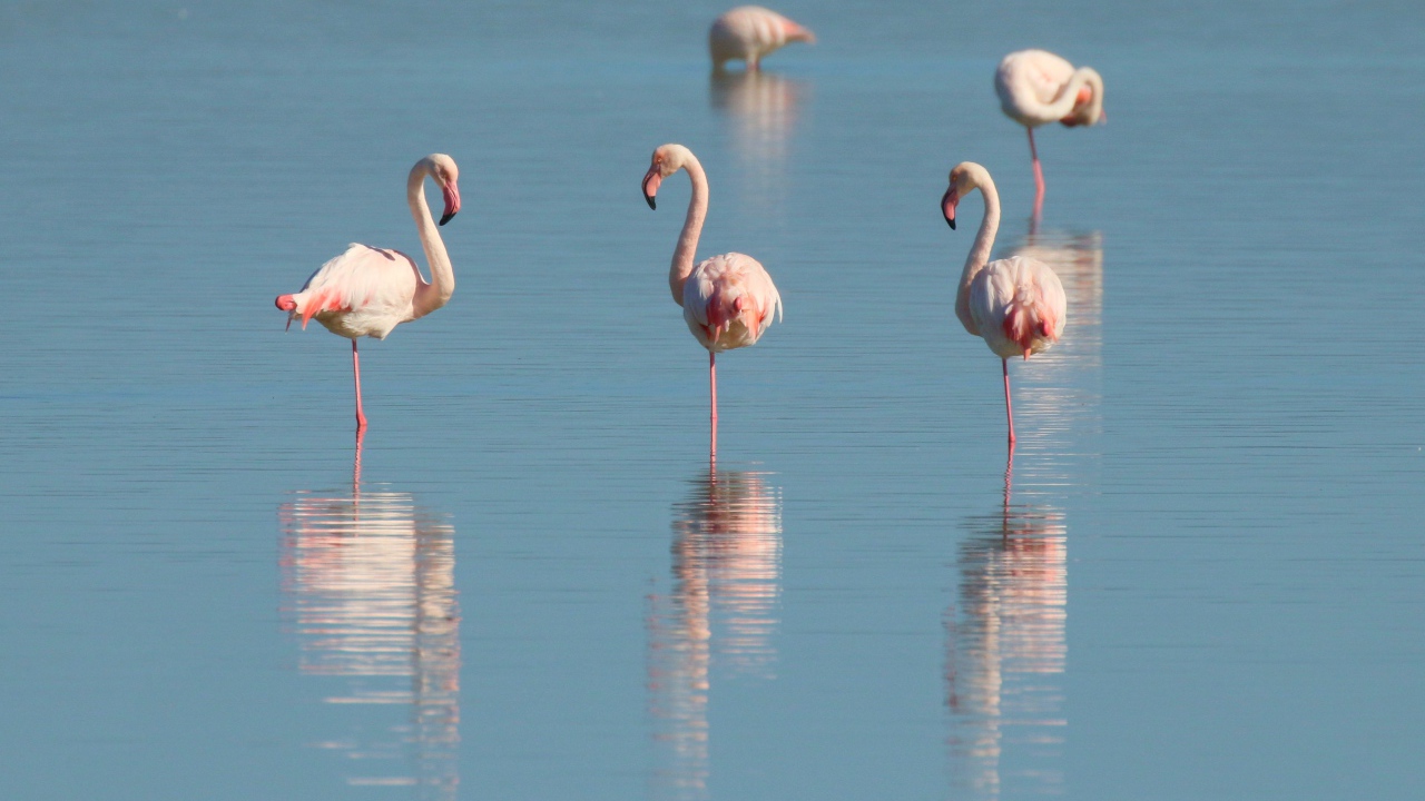 Розовые фламинго стоят в воде на одной ноге