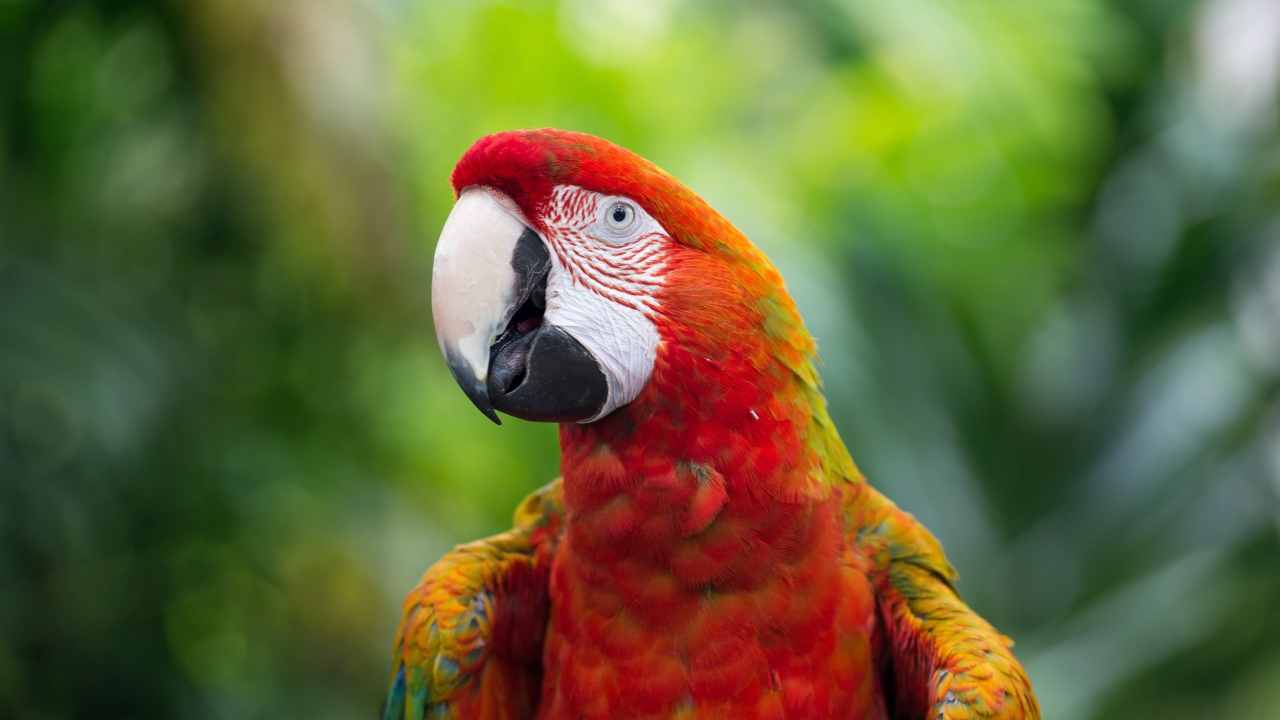 Красный большой попугай ара крупным планом