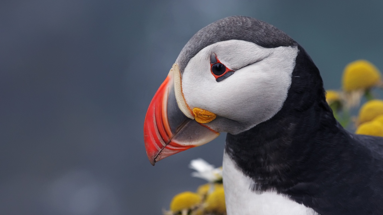 Острый клюв птицы тупик на сером фоне 