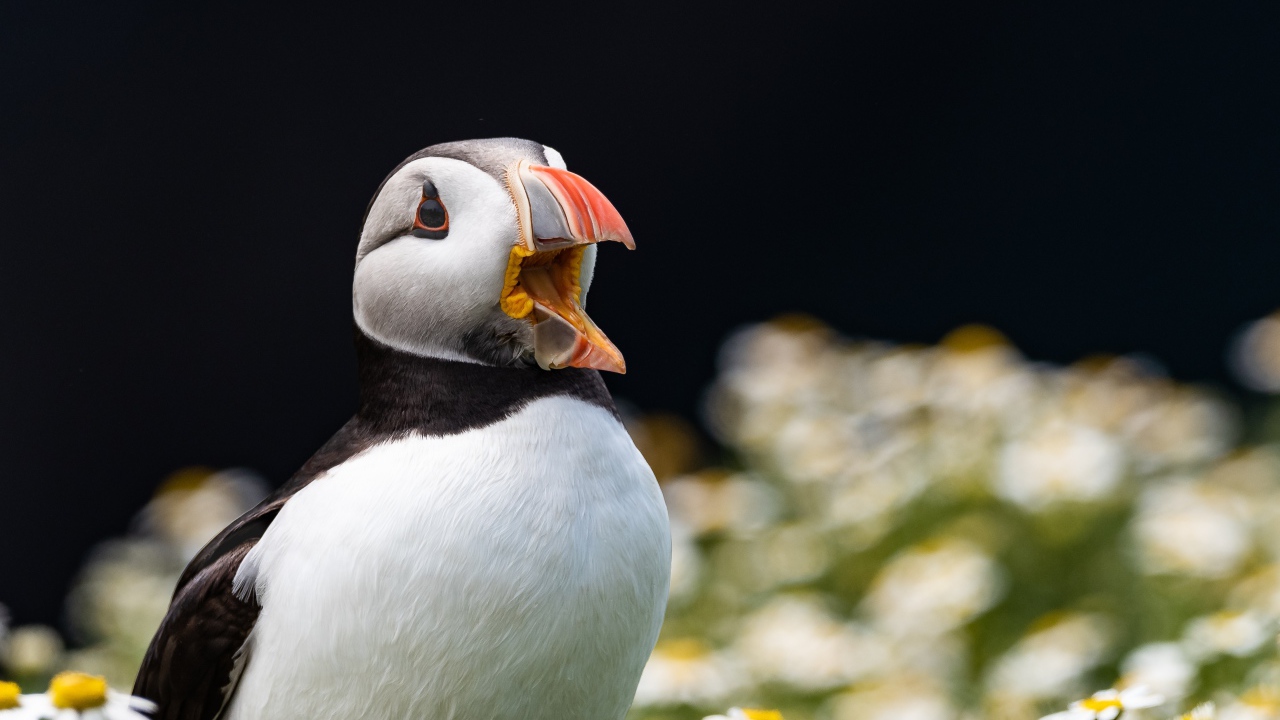Маленький тупик с открытым клювом