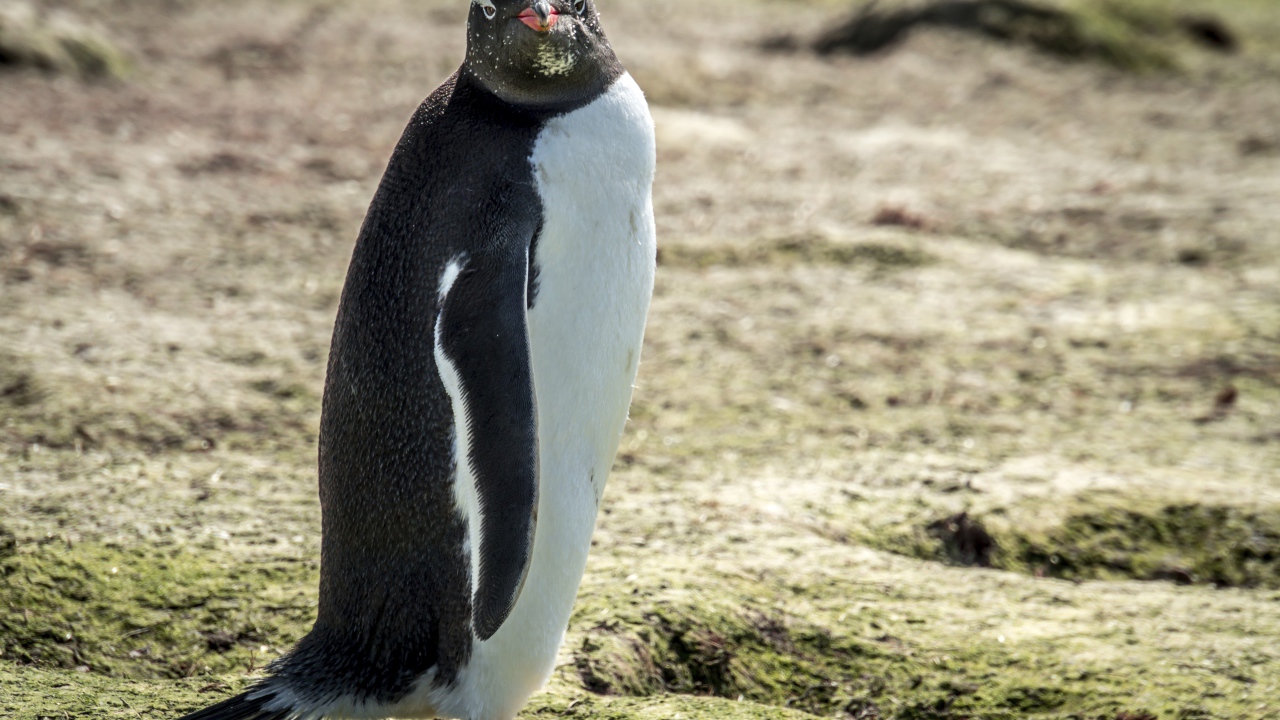 Большой пингвин стоит на земле 